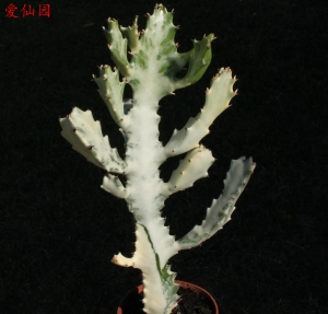 褶边扇白化种(Euphorbia lactea cv. White Ghost)