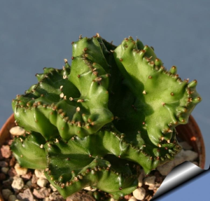 褶边扇缀化(Euphorbia lactea f. cristata)