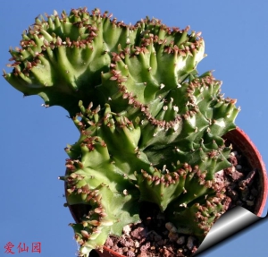 褶边扇缀化(Euphorbia lactea f. cristata)