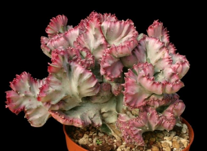 褶边扇锦(Euphorbia lactea f. cristata variegata  (coloured clones))