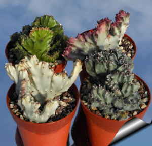 褶边扇锦(Euphorbia lactea f. cristata variegata  (coloured clones))