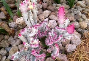 褶边扇锦(Euphorbia lactea f. cristata variegata  (coloured clones))