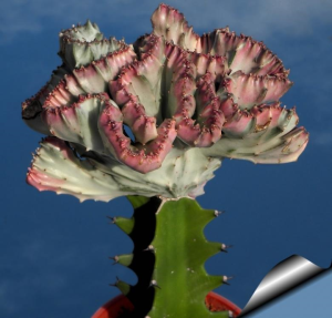 褶边扇锦(Euphorbia lactea f. cristata variegata  (coloured clones))