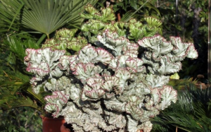 褶边扇锦(Euphorbia lactea f. cristata variegata  (coloured clones))