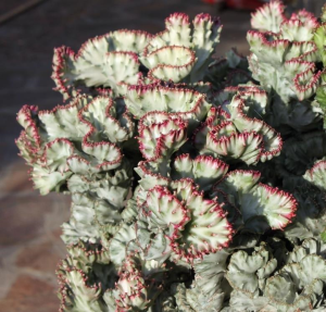 褶边扇锦(Euphorbia lactea f. cristata variegata  (coloured clones))