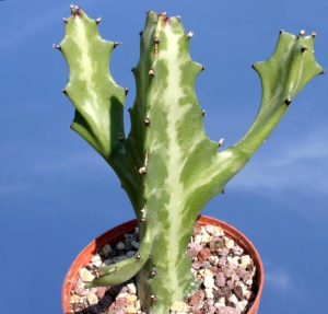 褶边扇(Euphorbia lactea)