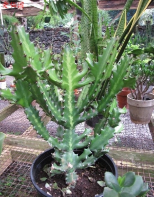 褶边扇(Euphorbia lactea)