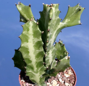 褶边扇(Euphorbia lactea)