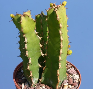 雷狄大戟(Euphorbia ledienii)