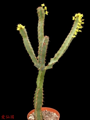 雷狄大戟(Euphorbia ledienii)