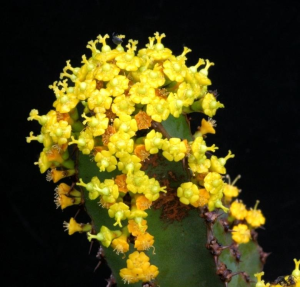 雷狄大戟(Euphorbia ledienii)