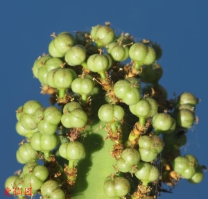 雷狄大戟(Euphorbia ledienii)