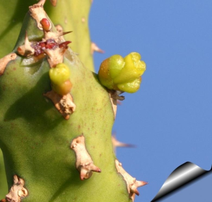 雷狄大戟(Euphorbia ledienii)