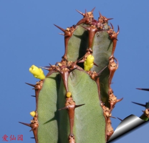 雷狄大戟(Euphorbia ledienii)