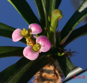 戈纳大戟(Euphorbia lophogona)