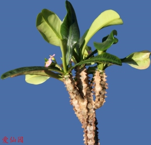 戈纳大戟(Euphorbia lophogona)