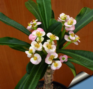 戈纳大戟(Euphorbia lophogona)