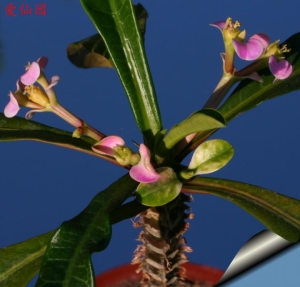 戈纳大戟(Euphorbia lophogona)