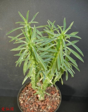 路里卡塔大戟(Euphorbia loricata)