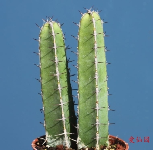 魁伟玉(Euphorbia lydenburgensis)