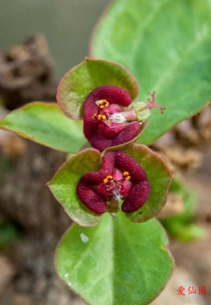 马氏大戟(Euphorbia mafingensis)