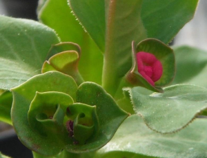 马氏大戟(Euphorbia mafingensis)