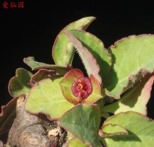 马氏大戟(Euphorbia mafingensis)