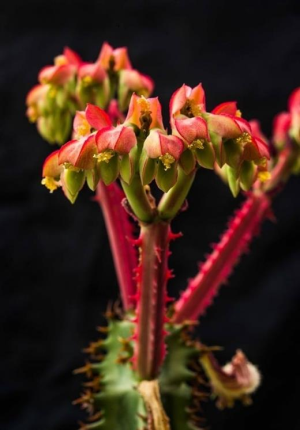 玛格麒麟(Euphorbia magnifica)