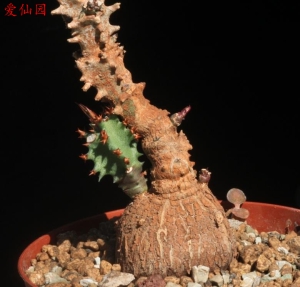 玛格麒麟(Euphorbia magnifica)