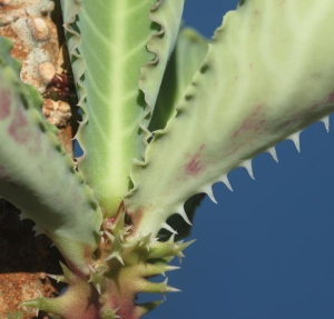 玛格麒麟(Euphorbia magnifica)