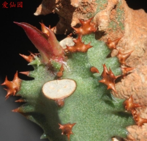 玛格麒麟(Euphorbia magnifica)