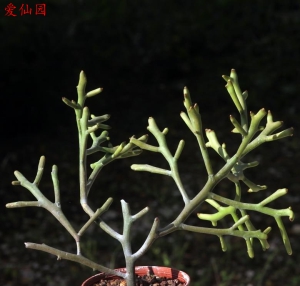 鹿角大戟(Euphorbia mainty)