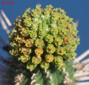 白桦麒麟(Euphorbia mammillaris)