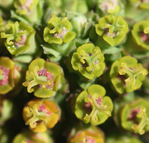 白桦麒麟(Euphorbia mammillaris)