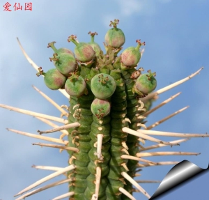 白桦麒麟(Euphorbia mammillaris)