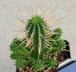 白桦麒麟(Euphorbia mammillaris)