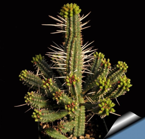 白桦麒麟(Euphorbia mammillaris)