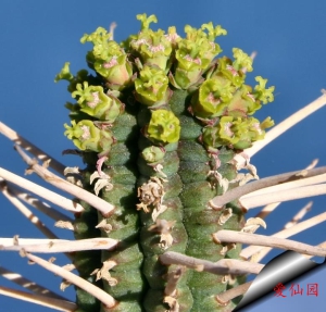 白桦麒麟(Euphorbia mammillaris)