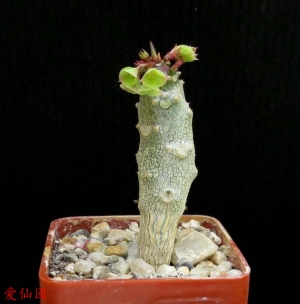 灯台麒麟(Euphorbia maromokotrensis)