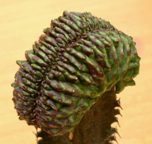 贵青玉缀化(Euphorbia meloformis f. cristata)