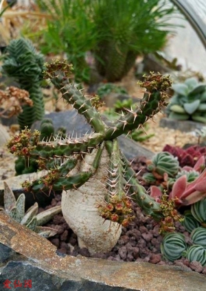 龙爪麒麟(Euphorbia micracantha)