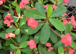 虎刺梅(Euphorbia milii)