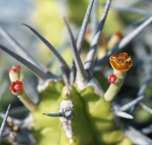 不夜城大戟(Euphorbia mitriformis Dwarf Type)