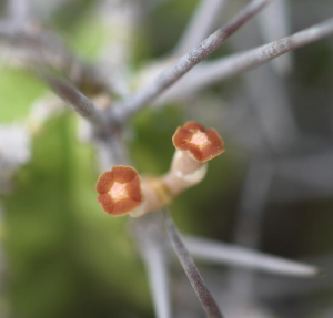 不夜城大戟(Euphorbia mitriformis Dwarf Type)