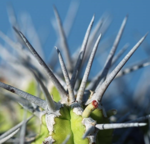 不夜城大戟(Euphorbia mitriformis Dwarf Type)