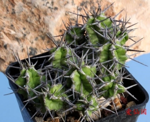 不夜城大戟(Euphorbia mitriformis Dwarf Type)