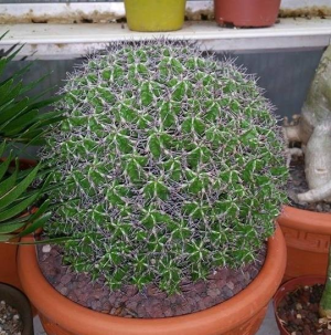 不夜城大戟(Euphorbia mitriformis)