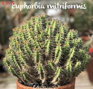 不夜城大戟(Euphorbia mitriformis)