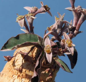 莫氏大戟(Euphorbia moratii)