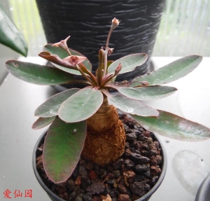 莫氏大戟(Euphorbia moratii)